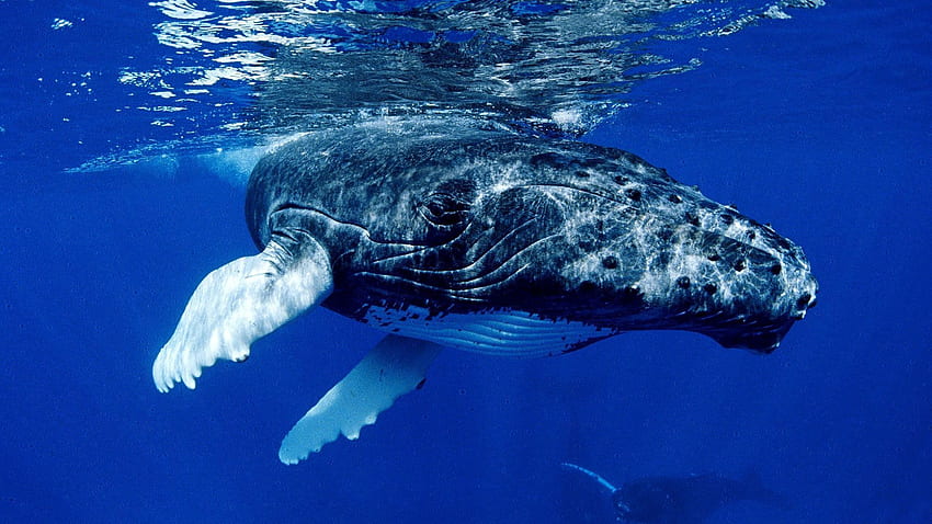 Zwierzęta, woda, ocean, powierzchnia, wieloryb, płetwy Tapeta HD