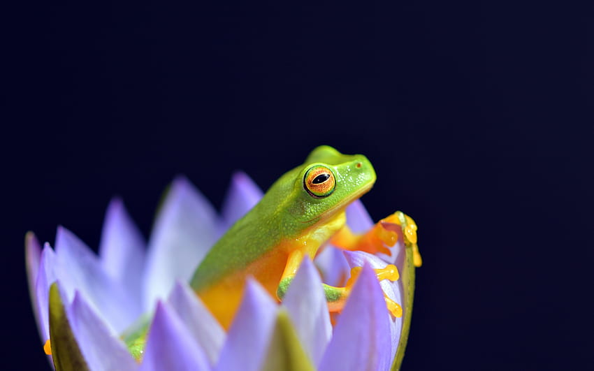 Frog, blue, black, green, flower, broasca, amphibian, lotus HD wallpaper