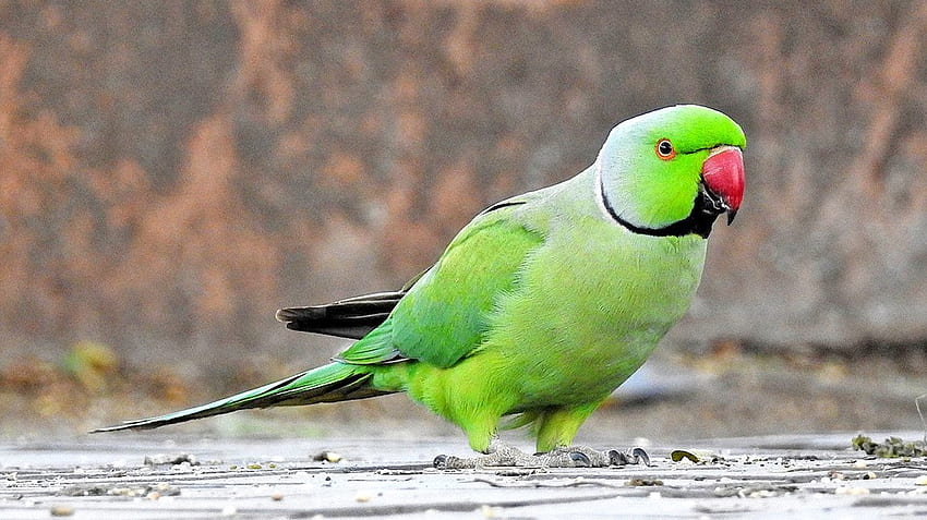 Папагал - розов пръстенен папагал, индийски папагал HD тапет