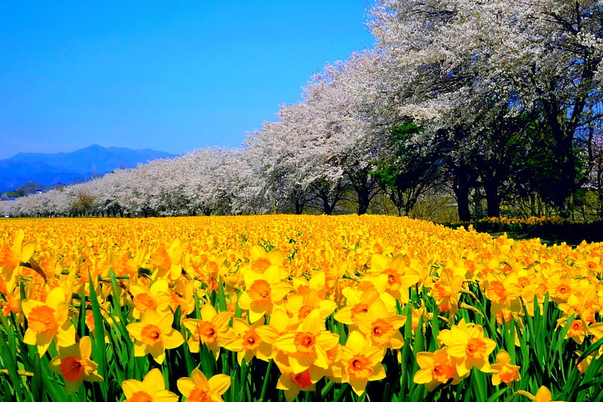 SUNNY SPRING, plants, daffodils, trees, nature, flowers, spring HD wallpaper