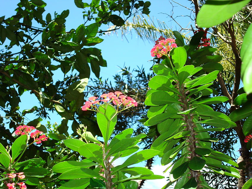하와이 세계 열대 정원 - 하와이 섬, 섬, 무성한, 식물, 하와이, 열대, 선, 큰, 꽃, 나무, 비, 식물학, 정원, 낙원, 정원, 식물, 녹색, 자연, 평화, 꽃, 숲, 폴리네시아 HD 월페이퍼