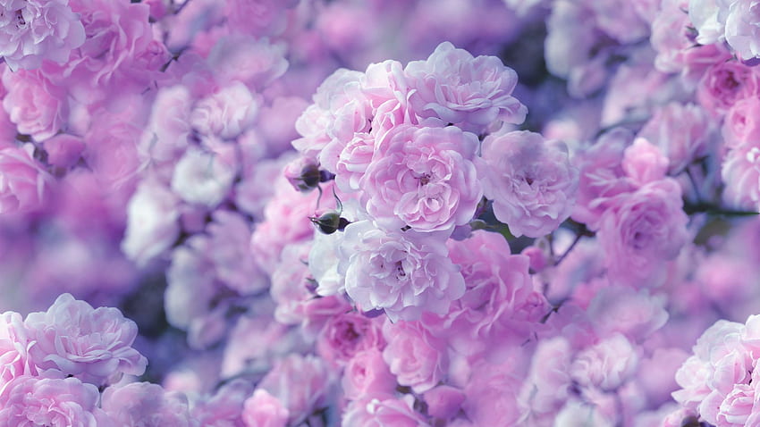 Bunga Ungu - Estetika Bunga Merah Muda Dan Ungu - Wallpaper HD