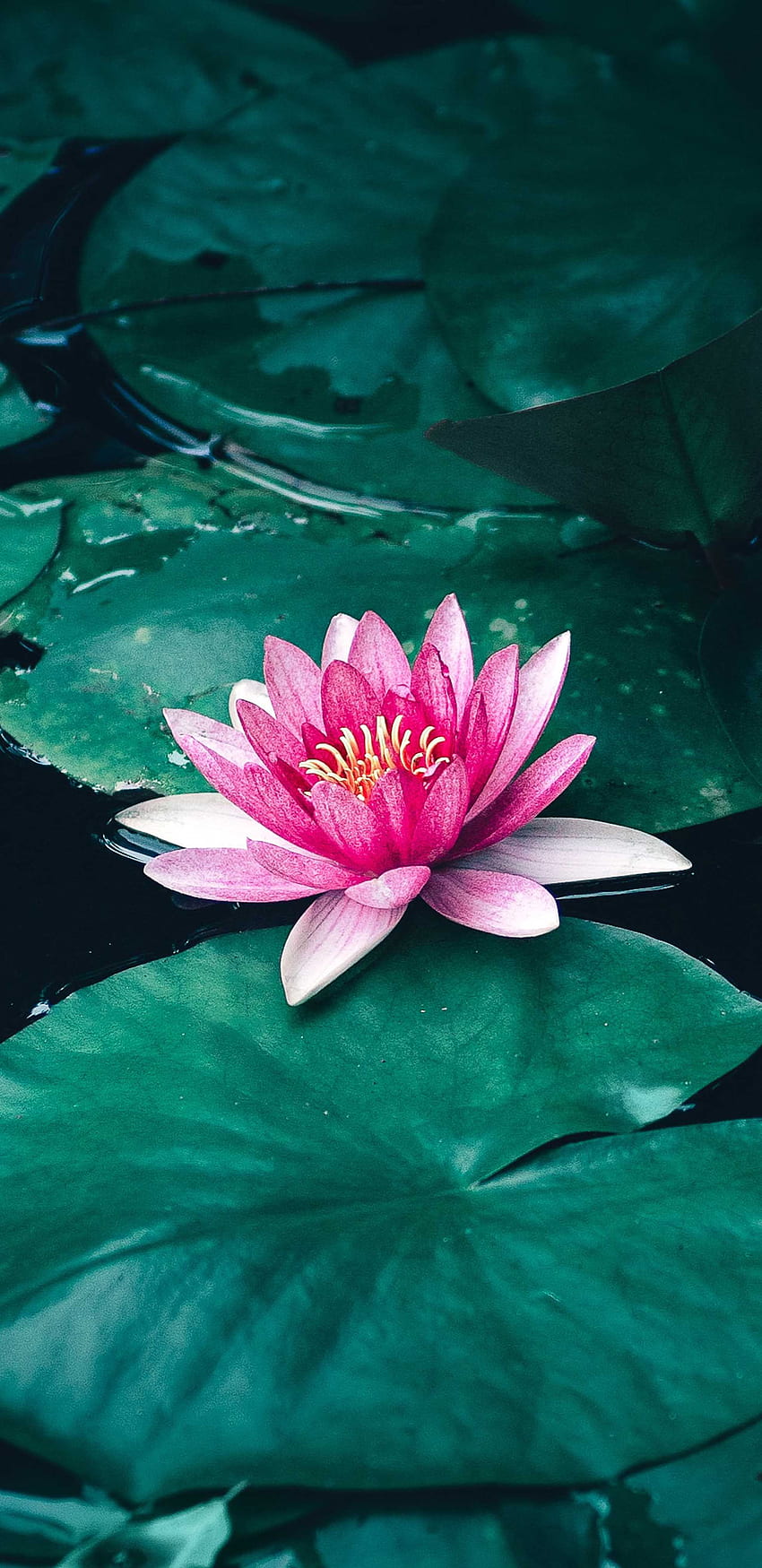 Lotus Flower Leaves Lake Ultra Mobile HD тапет за телефон