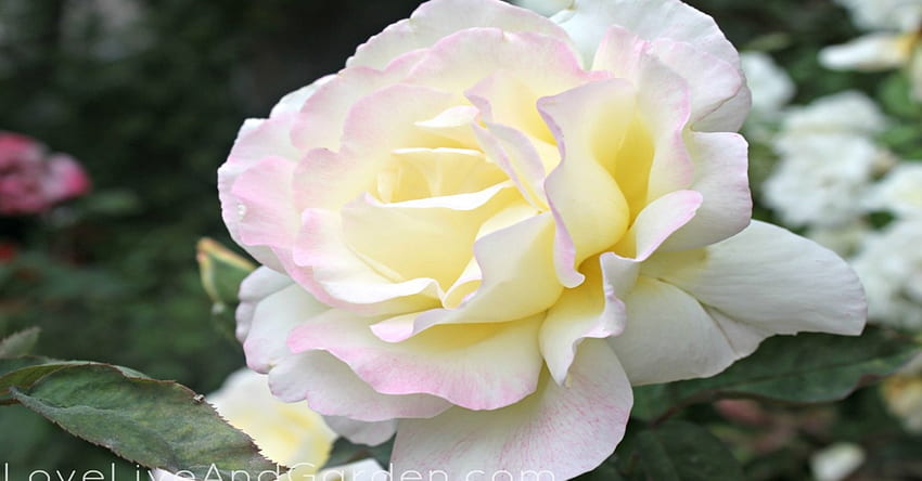 Superbe grande rose blanche, blanche, magnifique, douce, grande, rose, jolie, légère, pétales, fleur, nature Fond d'écran HD