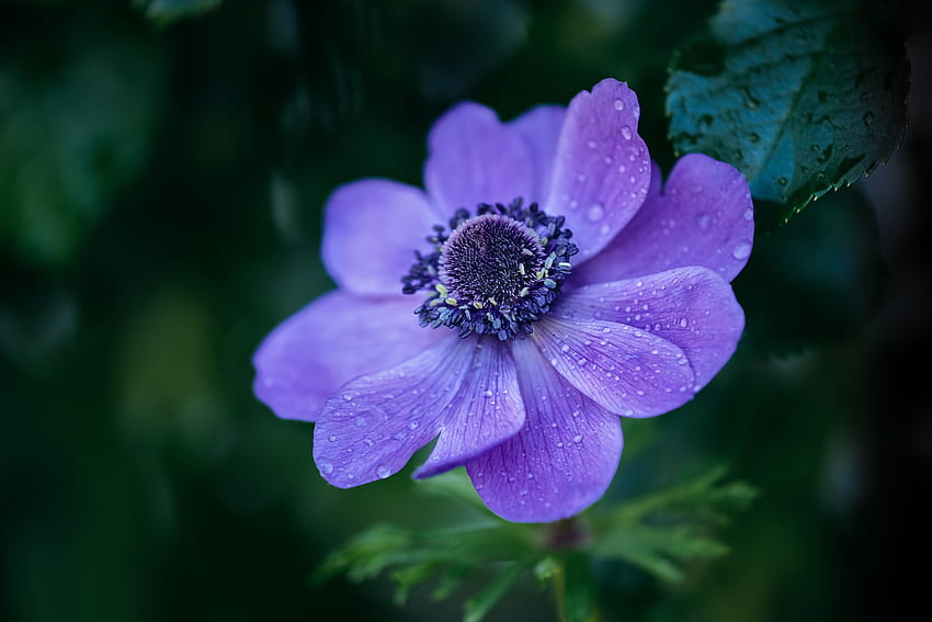 Bright violet flower, drops HD wallpaper