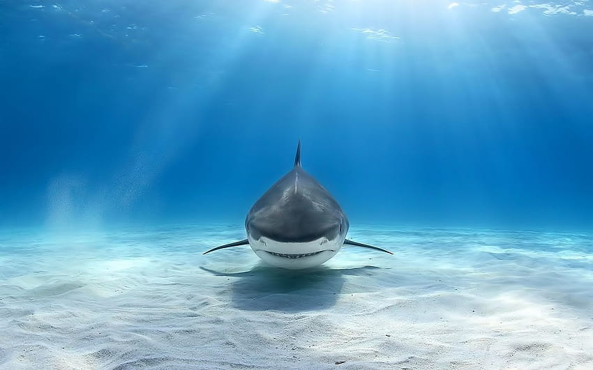 shark animals great white shark underwater, Cool Shark Screen HD wallpaper