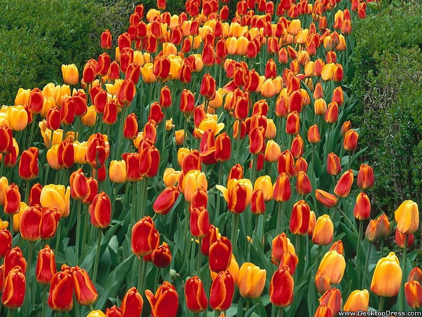 Flowers Background Oxford Elite Tulips, Prospect Park, Holland, Michigan, Michigan Spring HD wallpaper