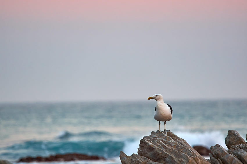 Animals, Sea, Rock, Bird, Beak, Stone, Gull, Seagull HD wallpaper