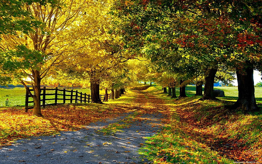 Fall in Countryside Road . Beautiful nature, Scenery, Landscape HD wallpaper