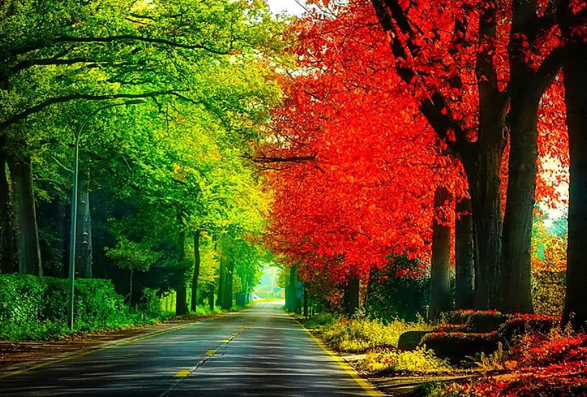 11月、カラフル、輝き、色、素敵、反射、輝き、秋、黄金、秋、美しい、木、落ちる、葉、鏡、かなり、枝、自然、美しい、葉 高画質の壁紙