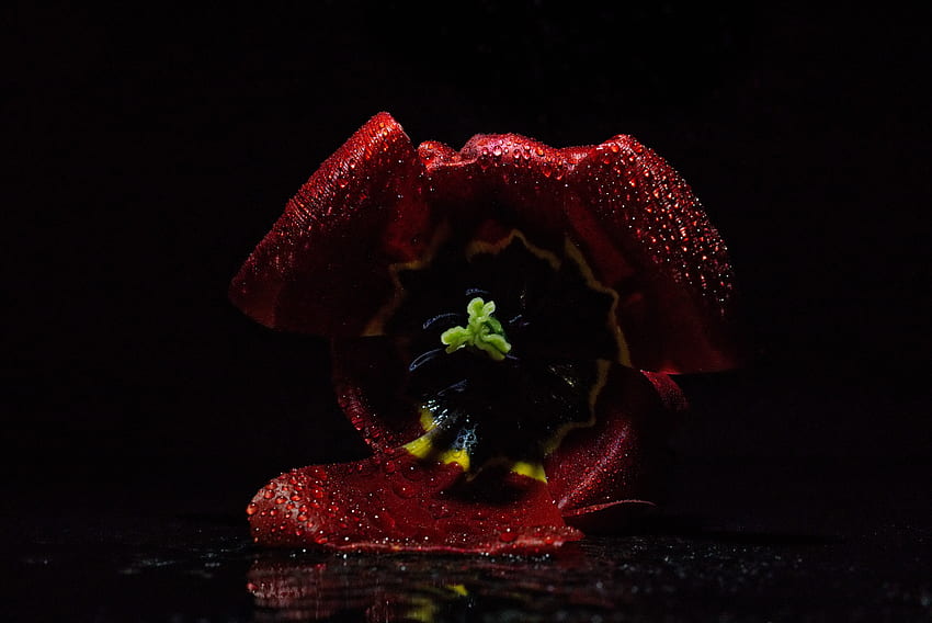 Tulip flower, bud, close up HD wallpaper