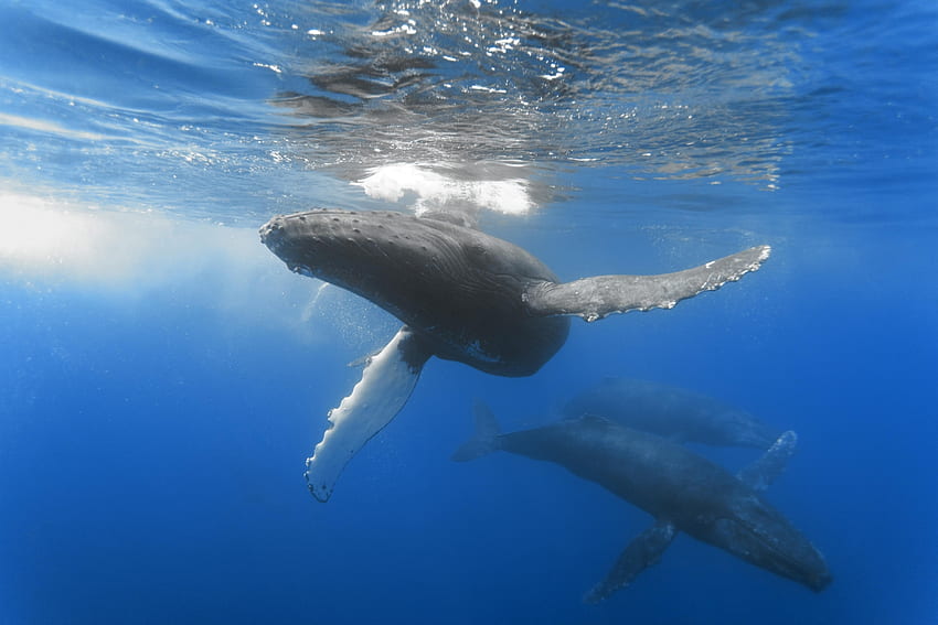 zwierzęta, ocean, podwodny świat, pływać, pływać, wieloryb, głębokość Tapeta HD