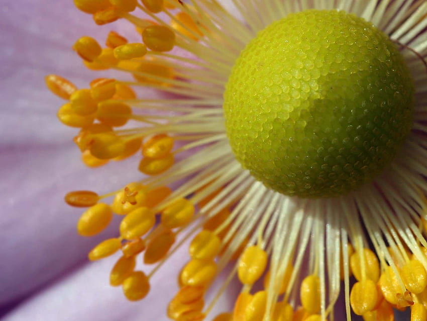 Fleur, Macro, Pétales, Pollen Fond d'écran HD