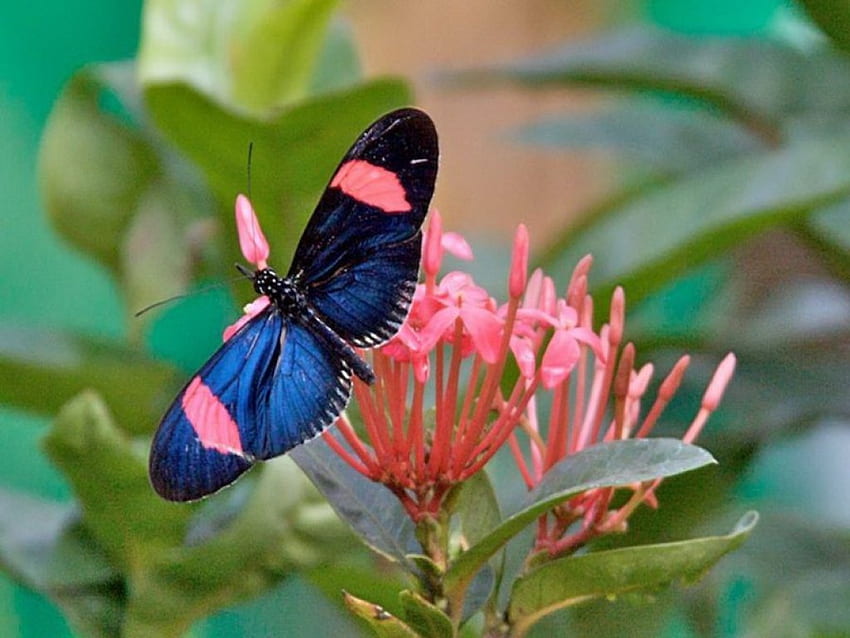 Stunning Longwing, blue, Longwing, butterfly, flower HD wallpaper