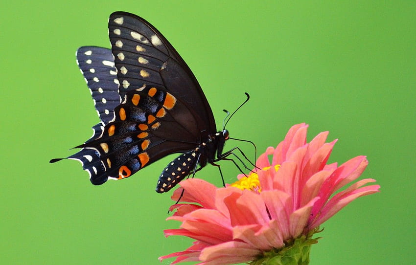 kwiat, Zielony, motyl, skrzydełka, płatki, Zielony, anteny, kwiat, skrzydełka, motyl, płatki, trąba, czułki, otwarte skrzydła, otwarte skrzydła, trąba dla , sekcja макро Tapeta HD