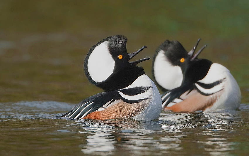 Liste der Synonyme und Antonyme des Wortes: Wasservögel, Delta-Wasservögel HD-Hintergrundbild