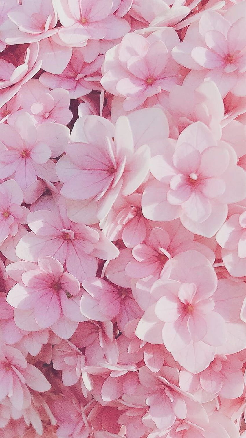 Loading. Pink flowers , Flower iphone , Flowery HD phone wallpaper