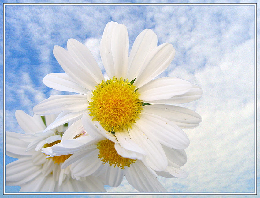 Daisy for my friend CroZg, blue, daisys, white, clouds, sky, beautiful HD wallpaper