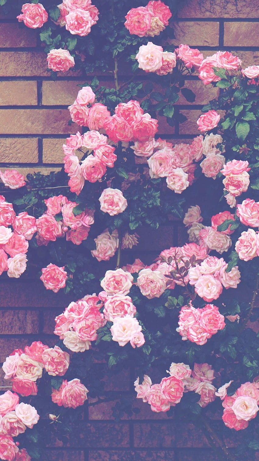 Die Besten Blumen Backgrundbilder für Tumblr, Tumblr Flower Sfondo del telefono HD