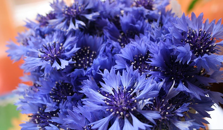Blumen, blaue Kornblumen, Nahaufnahme, Blumenstrauß, Feld HD-Hintergrundbild
