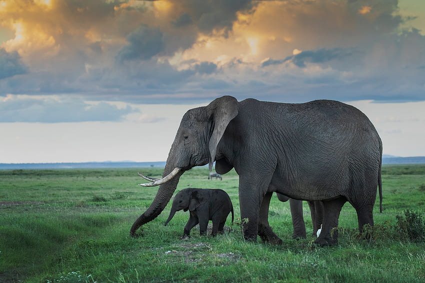 Mother elephant and her calf HD wallpaper