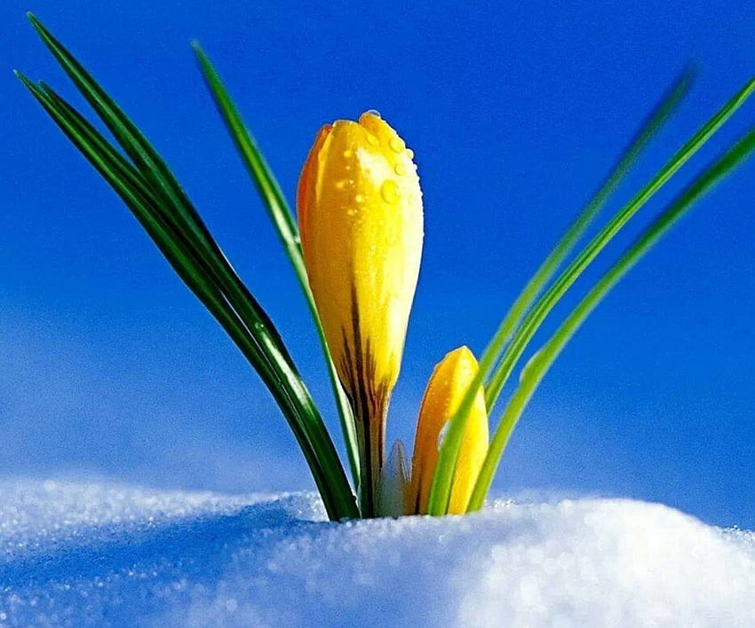 Wiosna jest tutaj, krokusy, grafika, śnieg, przyroda, kwiaty, wiosna Tapeta HD