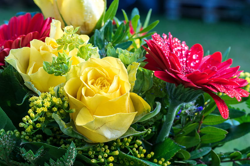 Buket mawar dan gerbera, karangan bunga, mawar, tetes, cantik, musim semi, gerbera, basah, campuran, cantik, hijau, kesegaran, kuning, merah, bunga, menyenangkan Wallpaper HD