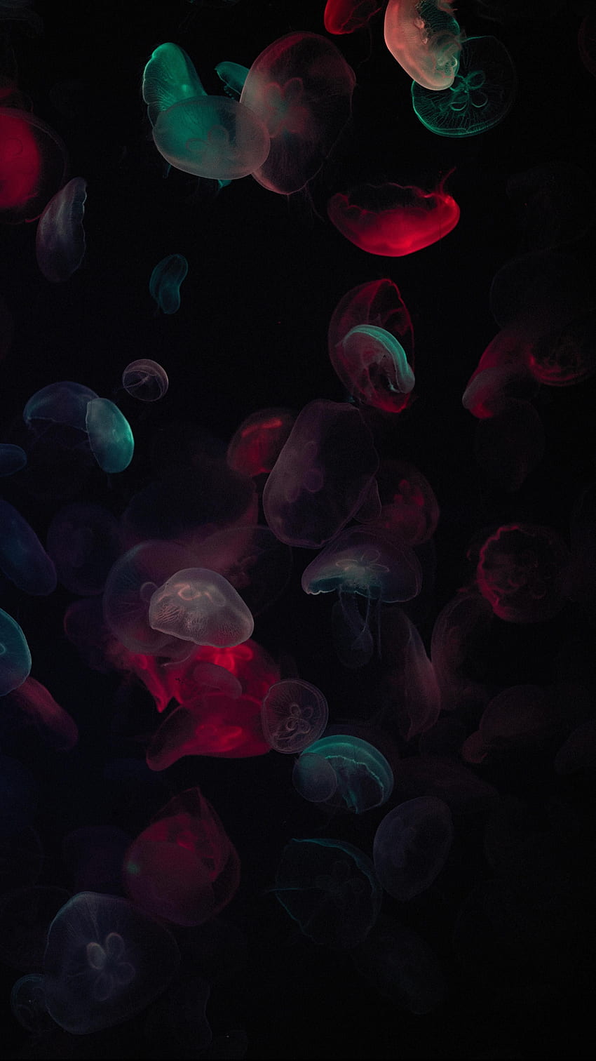 Colorful Neon Jellyfish!. diy crafts, Jellyfish painting, Jellyfish illustration, Dark Jellyfish HD phone wallpaper