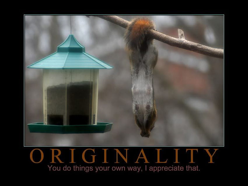 Originality, feeder, limb, original, squirrel HD wallpaper