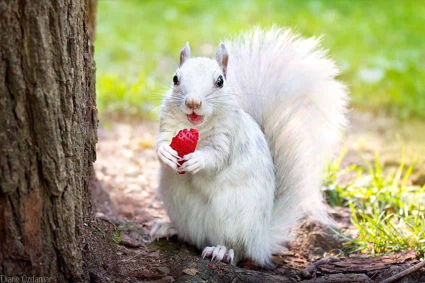 Écureuil blanc, animal, blanc, fraise, mignon, veverita, diane ozdamar, écureuil Fond d'écran HD