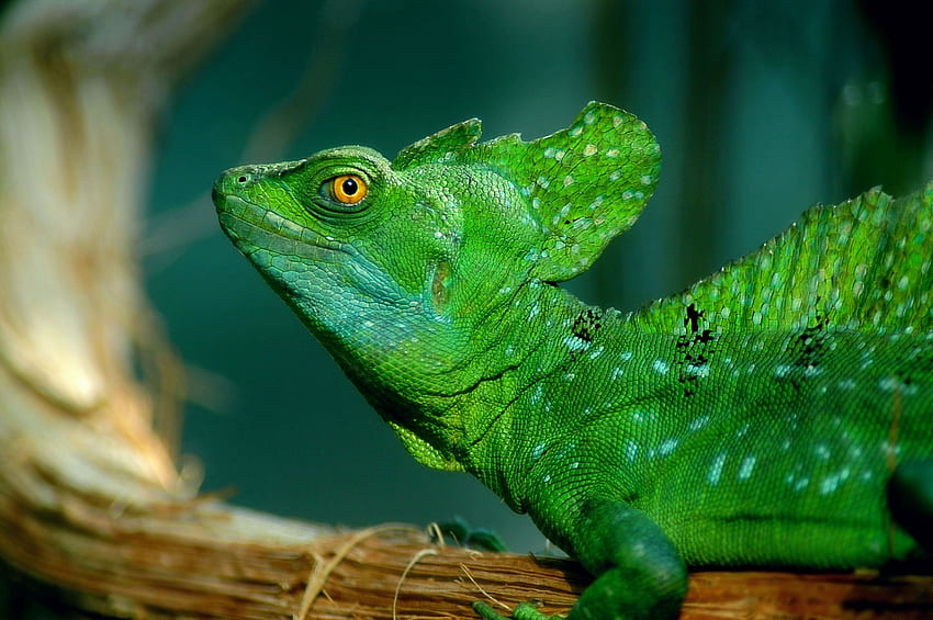 Animals, Beautiful, Color, Basilisk, Lizard, Head HD wallpaper