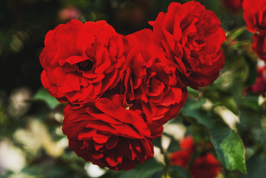 Flowers, Petals, Branches, Buds, Red Roses HD wallpaper