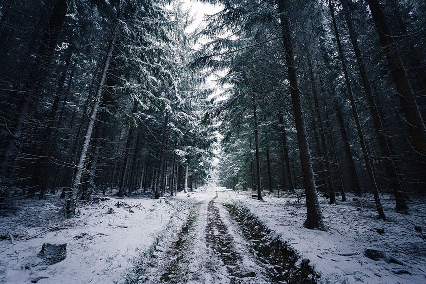 Johannes hulsch forest winter snow trees road norway P HD wallpaper ...