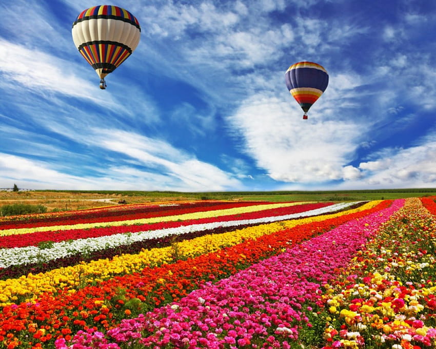 花畑、気球、野原、空、自然、花 高画質の壁紙