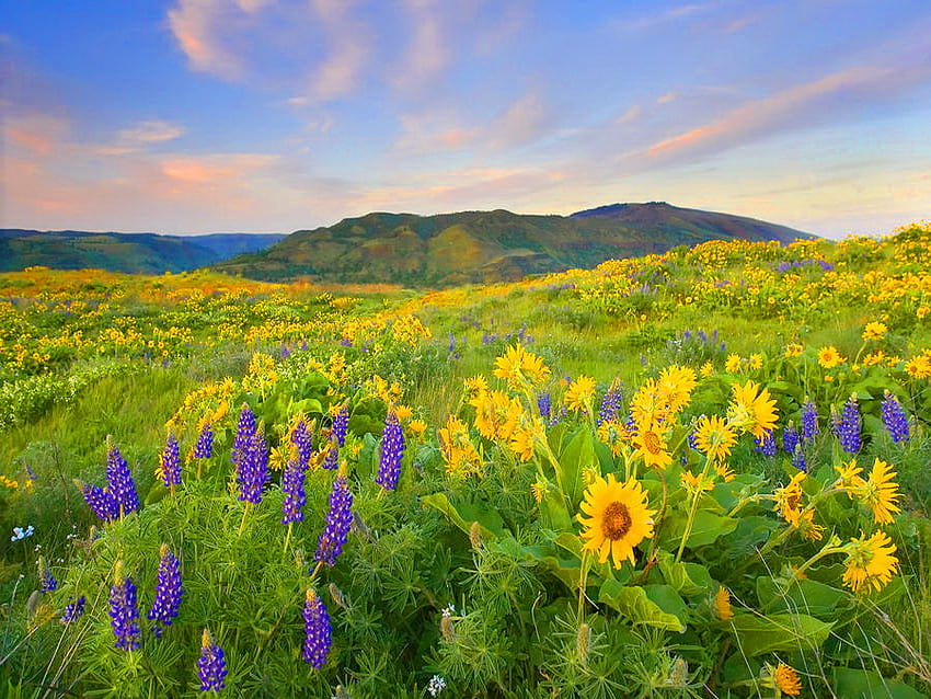Kwiaty na łące, lato, chmury, łąka, niebo, natura, kwiaty, wiosna, góra Tapeta HD