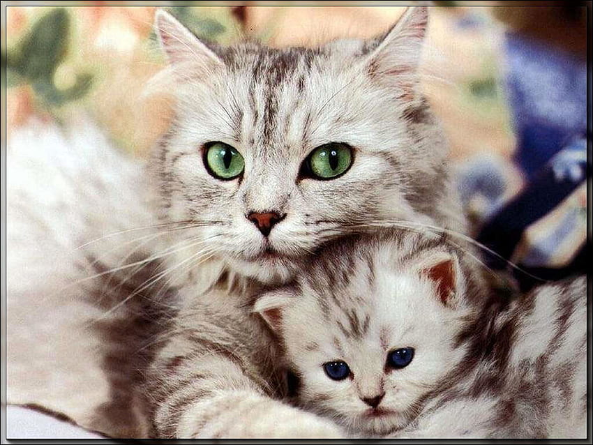 Майка и коте, коте, родител, любов, майка, дете, прегръдки HD тапет