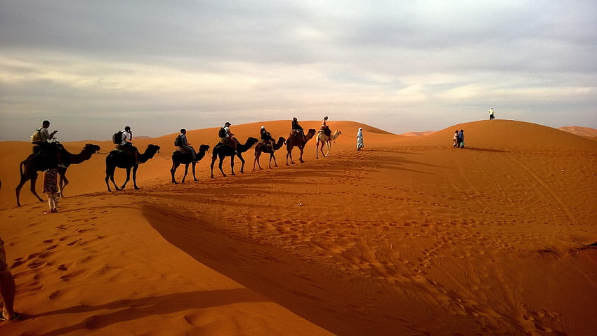 Camel Row в пустинята, Раджастан HD тапет