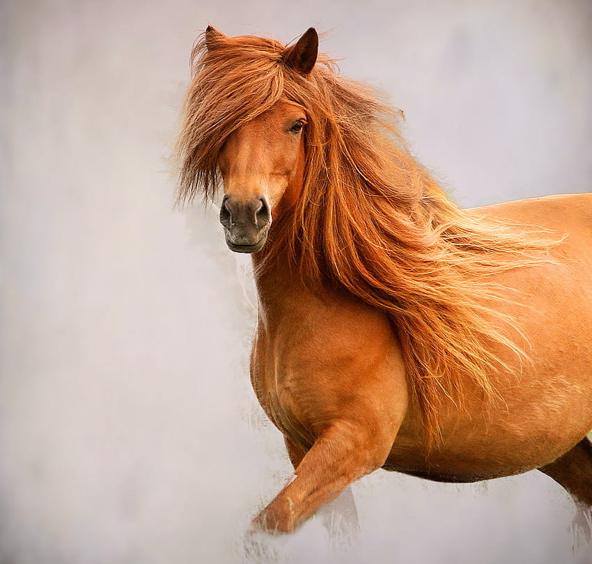 Wild brown, gallop, horse, brown, stallion, , wild HD wallpaper