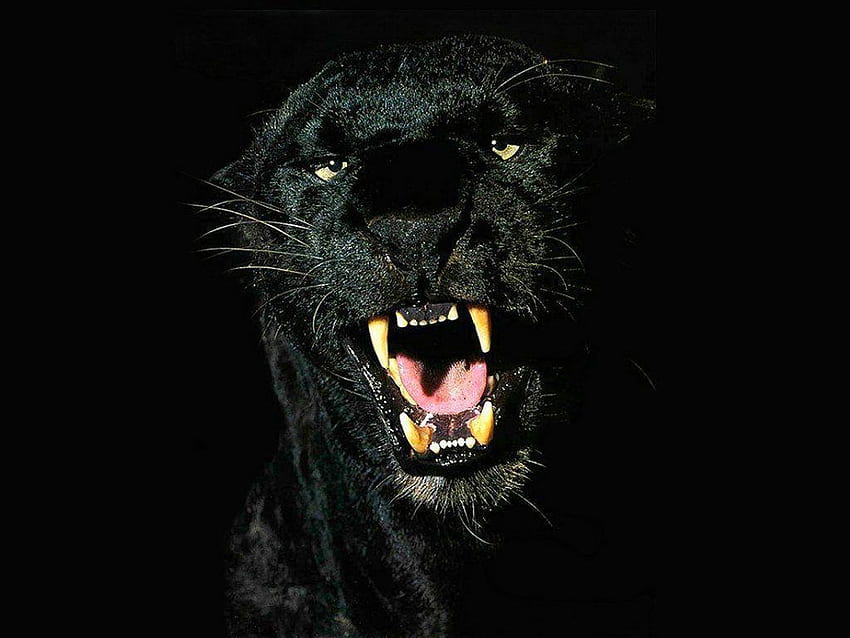 Siyah Jaguar, Siyah Jaguar Hayvanı HD duvar kağıdı