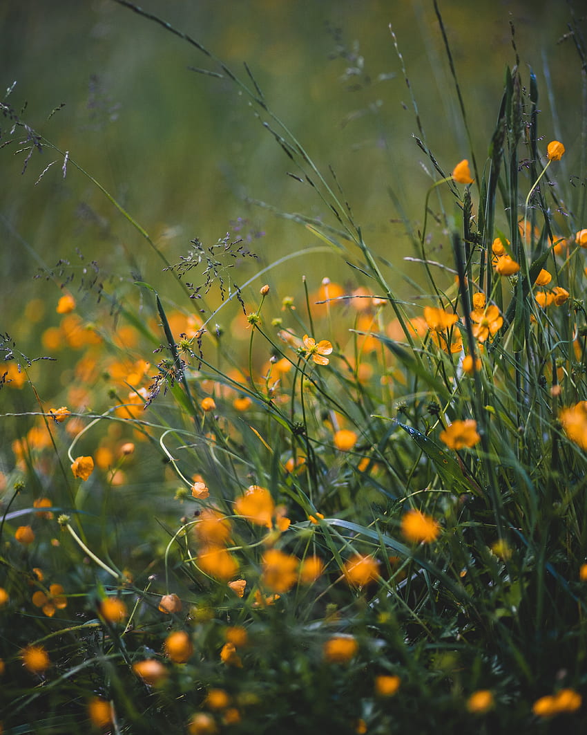 Flowers, Grass, Macro, Field, Wild HD phone wallpaper