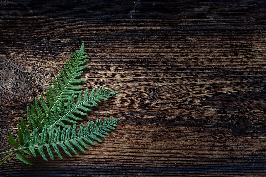 Minimalismus, Blätter, Pflanze, Farn HD-Hintergrundbild