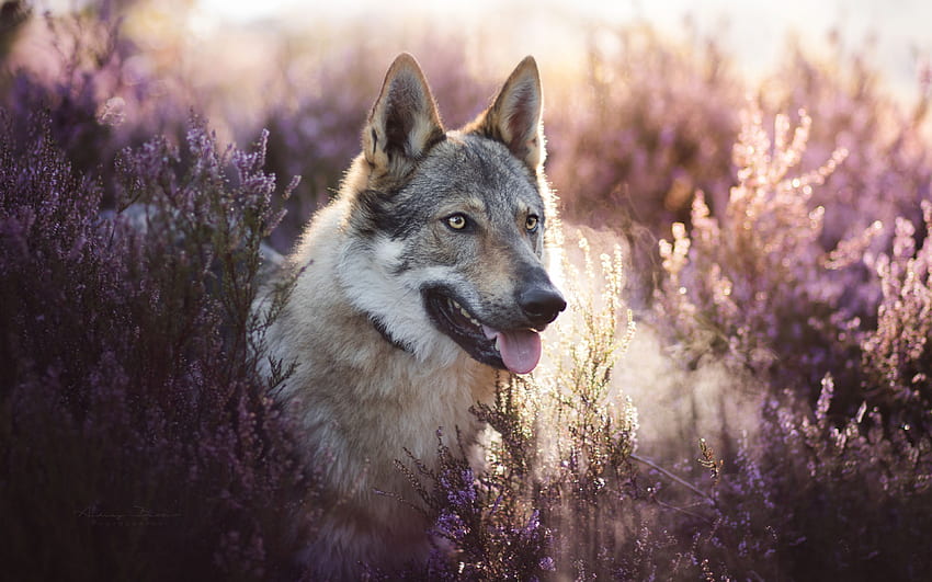 Wolfdog, lavender field, sunset, pets HD wallpaper