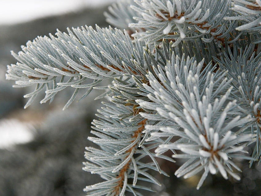 Macro, Branch, Spruce, Fir, Grey, Barbed, Spiny HD wallpaper