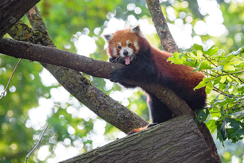 Śmieszne, zwierzęta, drewno, drzewo, zwierzę, panda, czerwona panda Tapeta HD