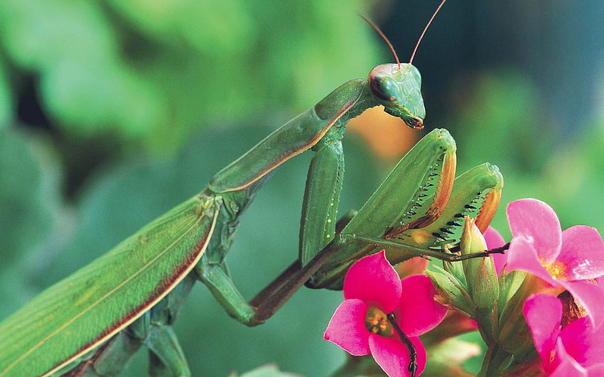 Praying Mantis, bug, green, insect, nature, praying mantis, HD phone  wallpaper | Peakpx