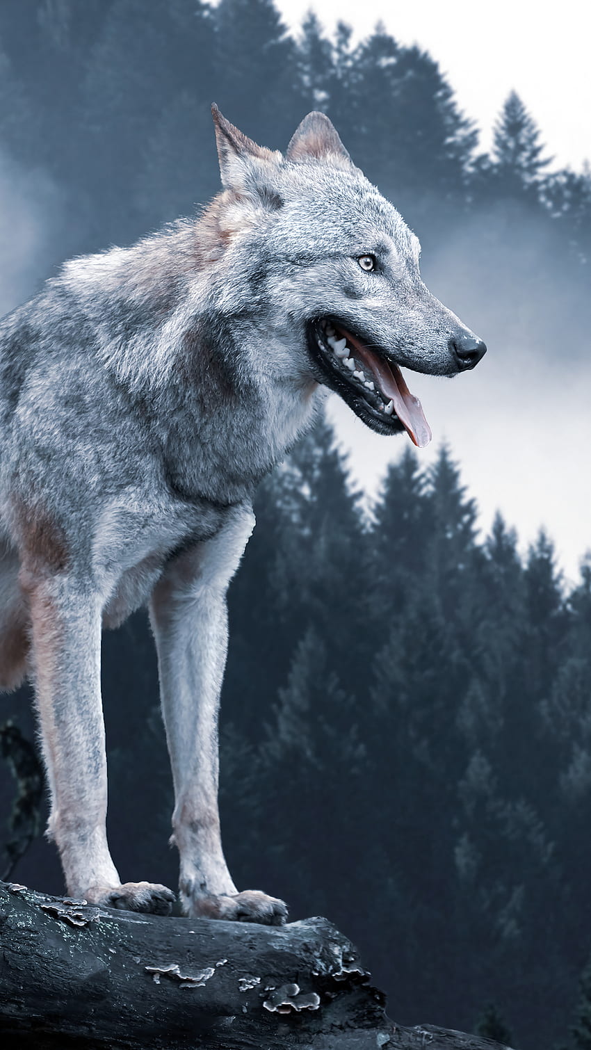 Wolf, rec, forest, atmospheric, mood, woods, animals, popular, vibes, wildlife HD phone wallpaper