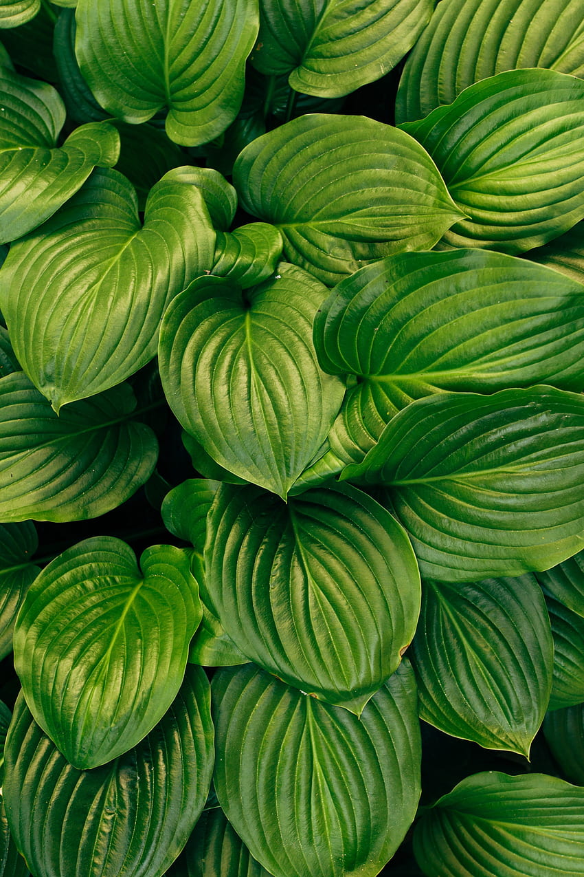 Green, leaf, dense and big HD phone wallpaper