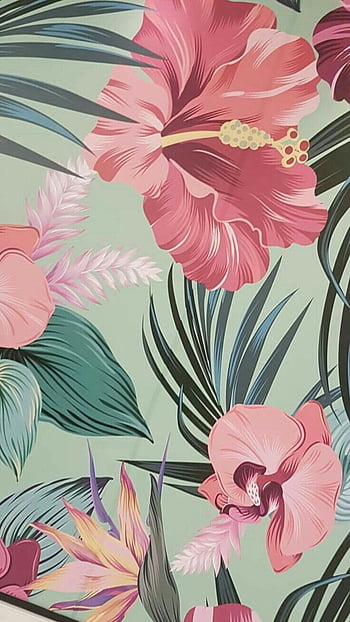 Hibiscus plant HD wallpapers | Pxfuel