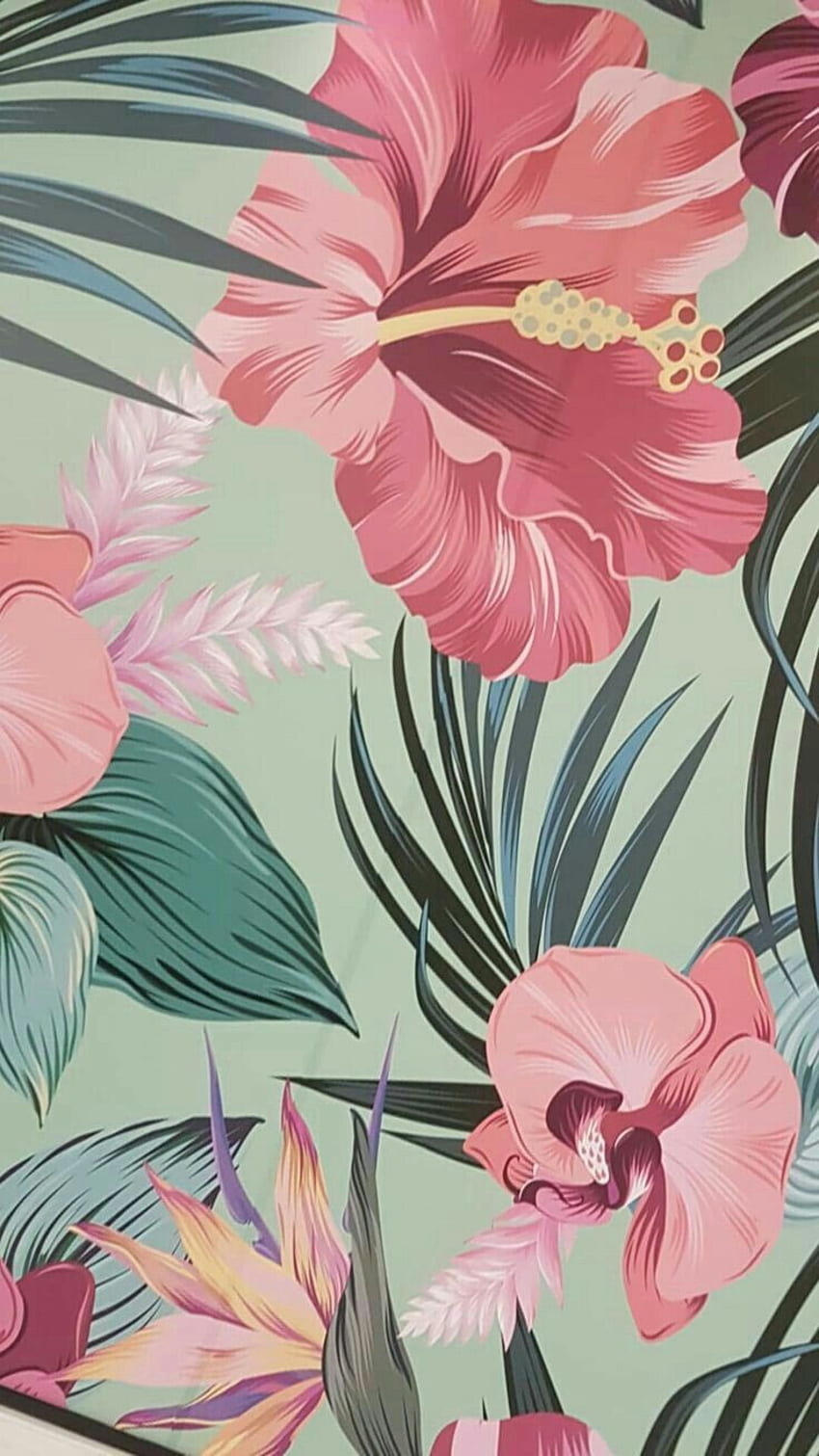 ハワイアンハイビスカス, ピンク, 花, ハイビスカス, 植物, 植物学, 2020年, ハワイアンアート HD電話の壁紙