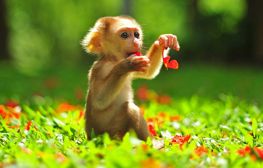 작은 원숭이, 원숭이, 새끼, 귀여운, 중국어, 작은, 조디악, 녹색, 빨간색, maimuta HD 월페이퍼